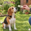 Lifestyle: bígl sedí na trávě na zahradě, ruka majitele mu podává žvýkací botu z kůže 12,5 cm (204046). Bez obalu, denní světlo.
