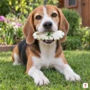 Lifestyle: bígl leží na trávě na zahradě a v tlamě drží bílou žvýkací botičku ze buvolí kůže se zeleným šněrováním 12,5 cm (204046). Tvar podle produktové fotky z Baselinkeru. Bez obalu.