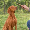 Lifestyle: maďarský ohař sedí na louce u parku, ruka majitele mu podává tyčinku z přírodní kroucené kůže 12,5 cm (204885). Bez obalu.