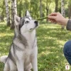 Lifestyle: sibiřský husky sedí v parku s břízami, ruka majitele mu podává vícebarevnou žvýkací tyčinku 12,5 cm (204042). Bez obalu.