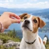 Lifestyle SKU 204605 (Kostičky 2,2 cm) — jedna kostička u čumáku jack russella, vyhlídka nad jezerem. Kompozice dle BaseLinker lifestyle 204602 (8d8b3a99), sušenka dle hrstky 6626295d. 2k 1:1, v2 ze 2.