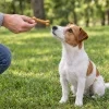 Lifestyle: jack russell teriér sedí na trávě v parku, ruka majitele mu podává buvolí kost 12 cm (204049). Bez obalu, denní světlo.