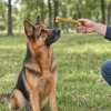 Lifestyle: německý ovčák sedí na louce v parku, ruka majitele mu podává buvolí kost 22 cm (204047). Bez obalu, denní světlo.