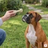 Lifestyle: boxer sedí na trávě u kamenné cesty, ruka majitele mu podává bílý uzel z buvolí kůže 15 cm (204051). Bez obalu.