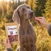 Lifestyle Srnec jerky 176166 – výmarský ohař, příroda (podzimní louka), ruka podává pamlsek. Vitality pravidla.