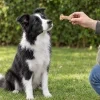 Lifestyle: border kolie sedí na trávě na zahradě, ruka majitele jí podává Natural kost s dršťkami (17619, délka cca 12 cm – odhad). Bez obalu.