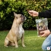 Lifestyle: Francouzský Buldok sedí a čeká na pamlsek Akinu Masíčka Kachní nudličky, zahrada, ruka majitele nabízí pamlsek