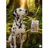 SKU 176247 lifestyle scéna 3/4 — Dalmatin v mechovém lese, varianta 2