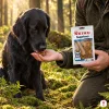 Lifestyle 282040 Immunity 75 g – Flat-Coated Retriever si bere pamlsek z ruky majitele (zelená tvídová lovecká bunda), sáček v druhé ruce, mechový smrkový les, ranní zlaté světlo, evergreen, 1:1.