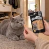 Lifestyle Akinu Masíčka Premium Kuřecí plátky pro kočky mramorované 50 g (282054) — modrošedá britská krátkosrstá kočka klidně leží na koberečku v běžné české předsíni a kouká na pamlsek v prstech majitele, který drží sáček; teplé podvečerní světlo. Varianta l1 ze 2.