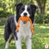 Lifestyle: border kolie stojí v parku a drží v tlamě oranžový bavlněný míč s provazem (Akinu Bavlněný míč velký, 39 cm, míček ~9 cm). Velikost hračky přizpůsobena rozměrům z ERP. Reference = uploadnutá maketa 3403ee4b (nízké rozlišení 412×243).